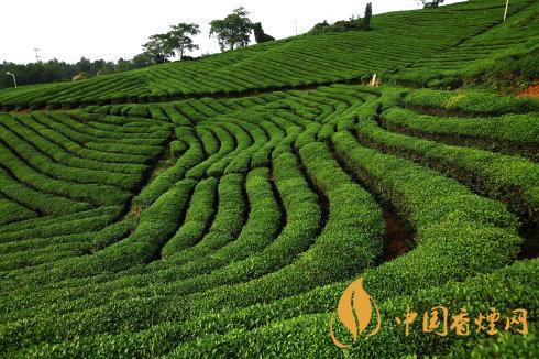 秋茶和春茶的區(qū)別 秋茶和春茶哪個好喝