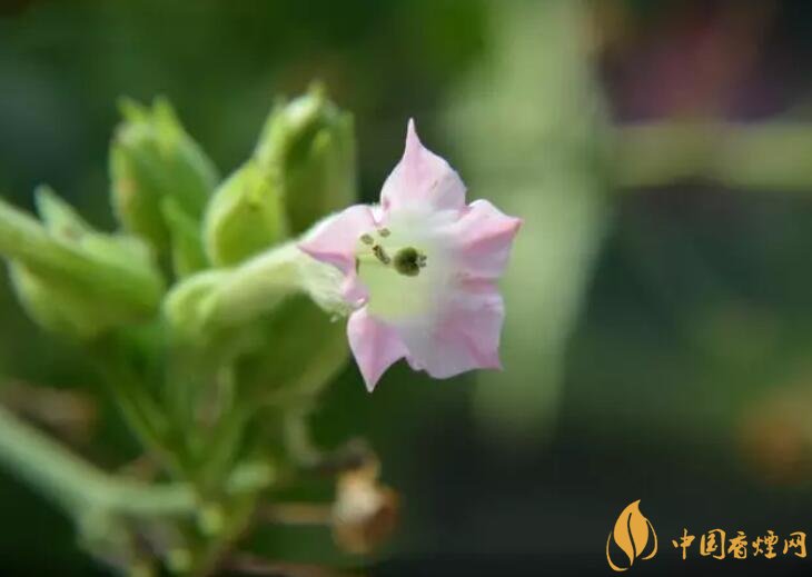 煙草花花語(yǔ)是什么，煙草花什么時(shí)候開(kāi)花