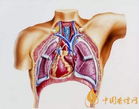 戒煙后肺部究竟會(huì)有什么變化 還能恢復(fù)健康嗎?