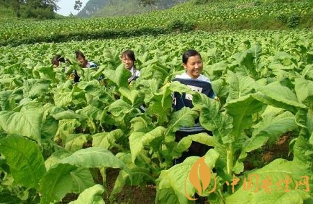 想要保證卷煙品質(zhì)必須把握好質(zhì)量源頭！